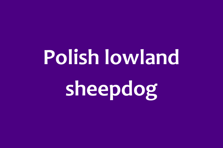 Polish lowland sheepdog Dog Available Now in Lichfield