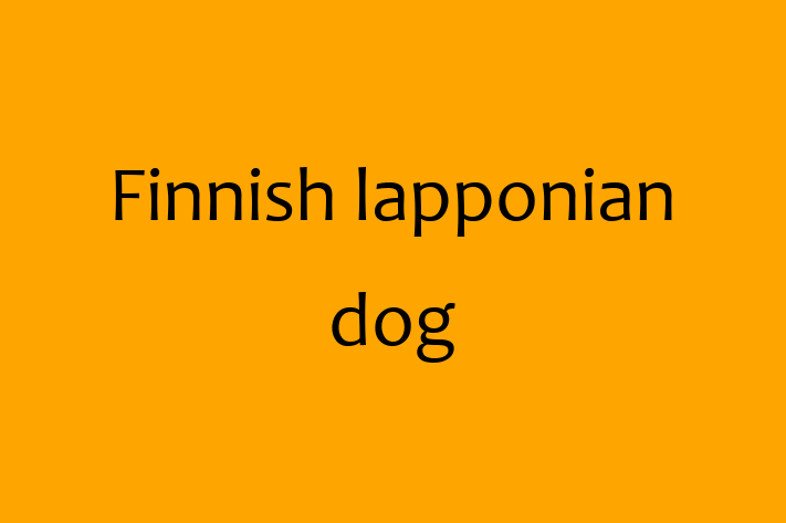 Finnish lapponian dog Dog in Canterbury Ready for a New Home