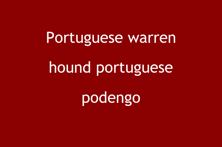 Adopt a Portuguese warren hound portuguese podengo Dog in Hartlepool