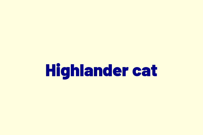 Highlander cat Cat Ready for a Home in Dunstable