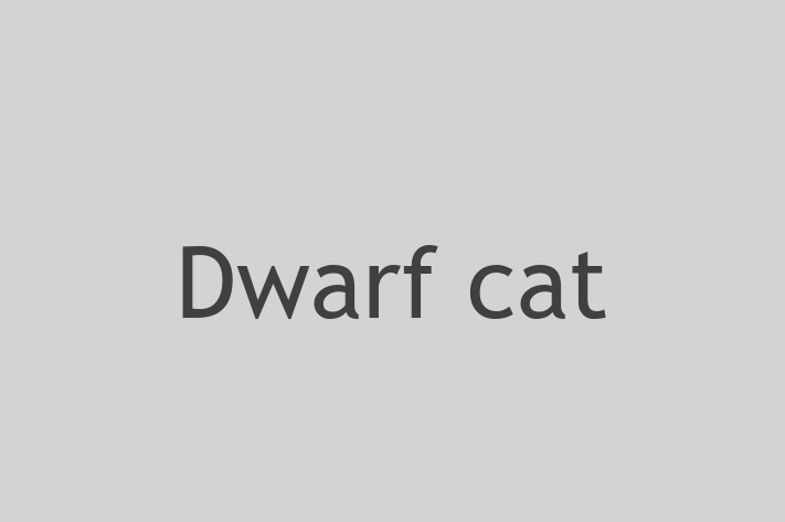 Find Your New Dwarf cat Cat in Basingstoke