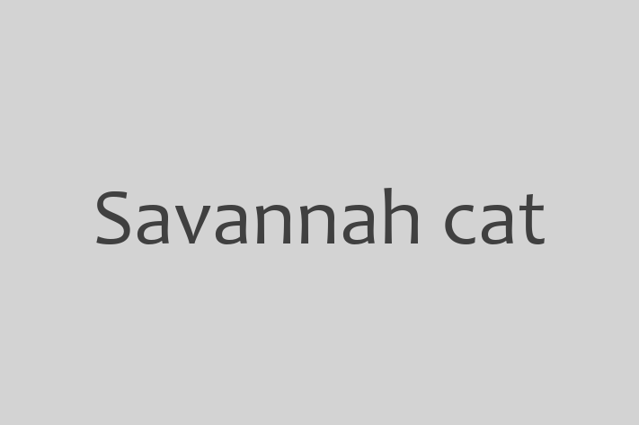 Savannah cat Cat for Sale in Small Heath