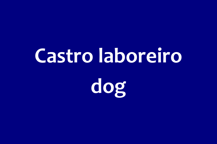 Castro laboreiro dog Dog for Sale in Wembley