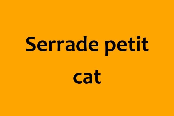 Adopt a Serrade petit cat Cat in Prestwich