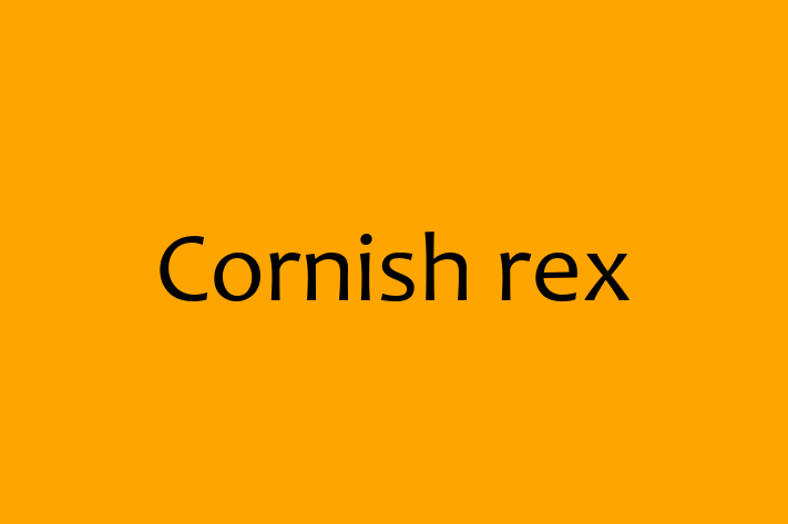 Cornish rex Cat PuppiesKittens for Sale in Gosport