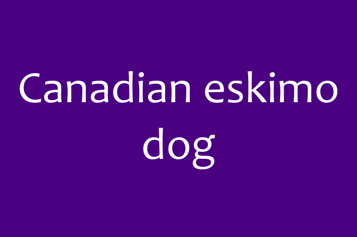 Dog Canadian eskimo dog for Sale in Rochester