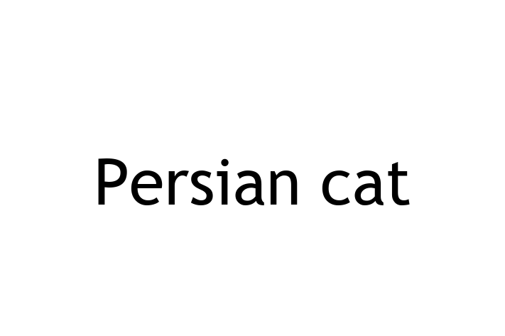 Find Your New Persian cat Cat in Swindon