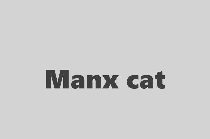 Meet Your New Manx cat Cat in Paisley