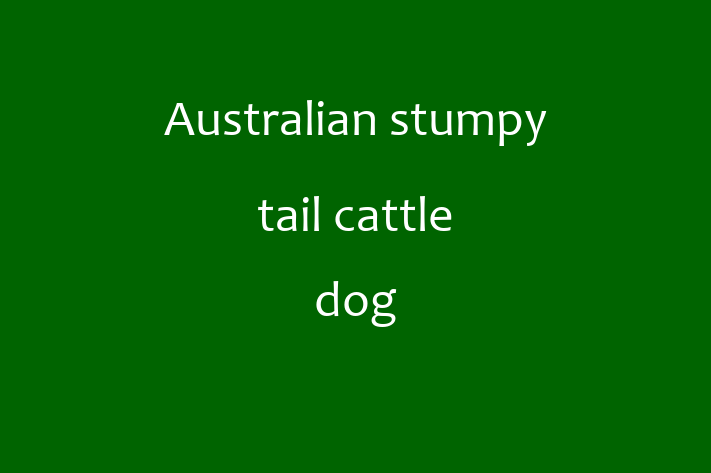 Australian stumpy tail cattle dog Dog for Sale in Catford