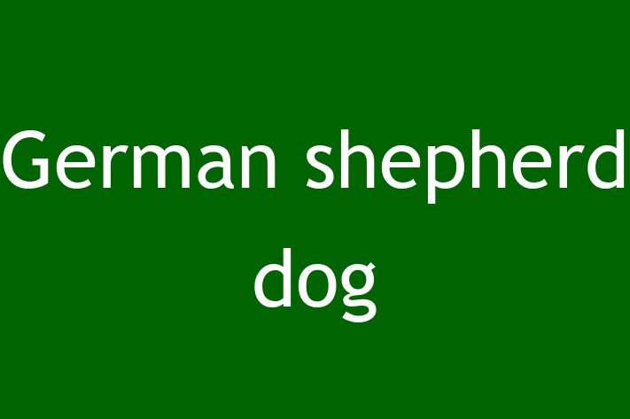 German shepherd dog Dog for Sale in Fleet