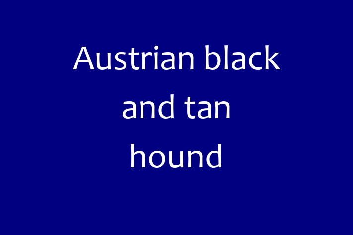 Dog Austrian black and tan hound for Sale in Walsall