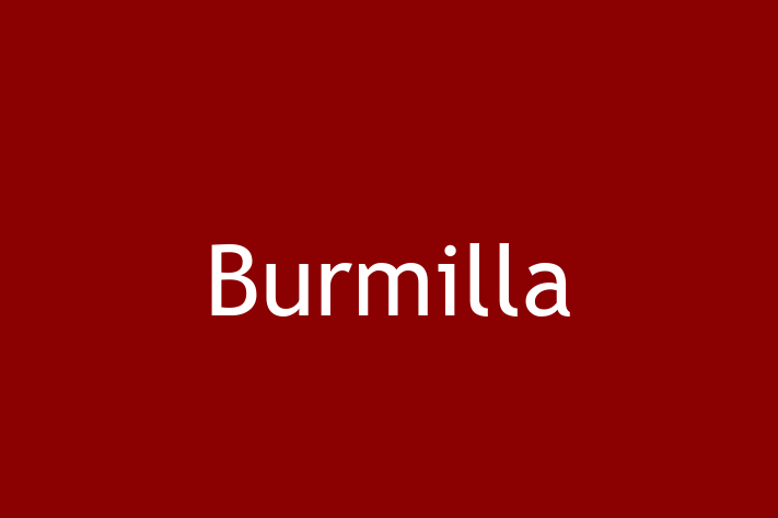 Adopt a Beautiful Burmilla Cat in Carrickfergus