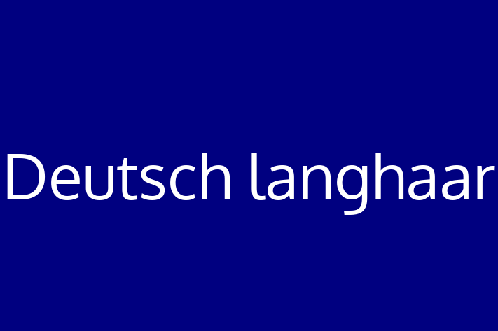 Adopt a Deutsch langhaar Dog in Blackburn