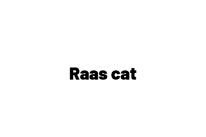 Raas cat Cat in Paignton Ready for a New Home