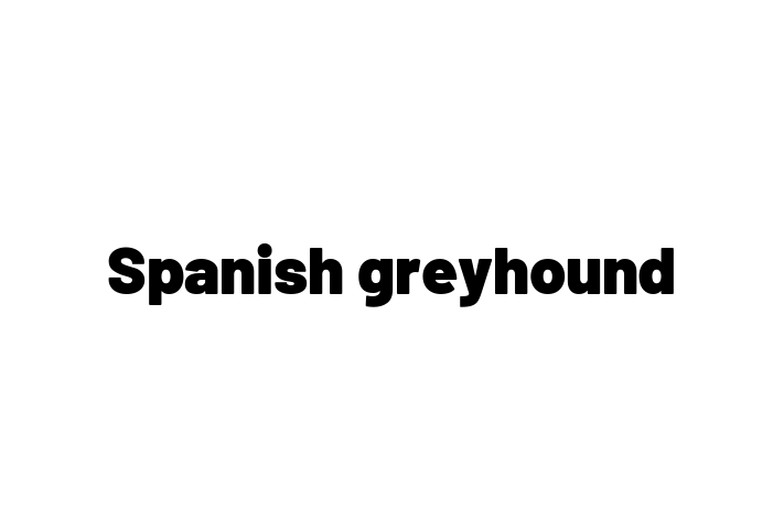 Spanish greyhound Dog for Adoption in Coalville