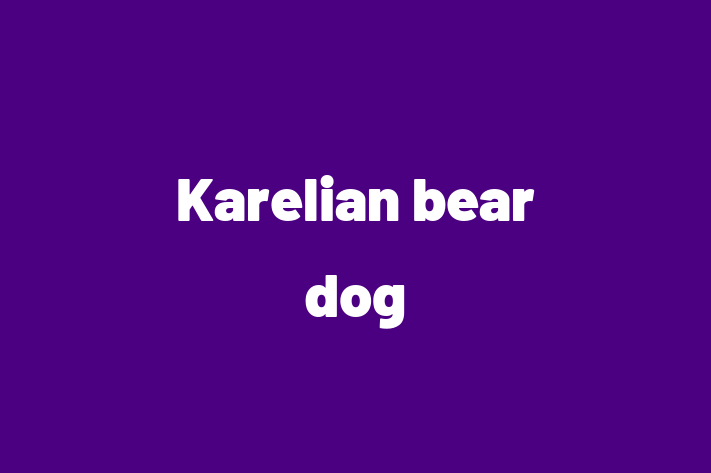 Charming Karelian bear dog Dog for Sale in Neath