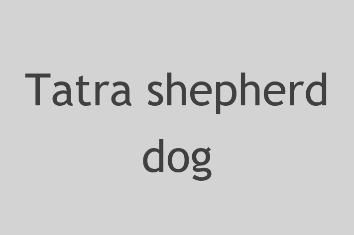 Tatra shepherd dog Dog in Broadstairs Ready for a New Home