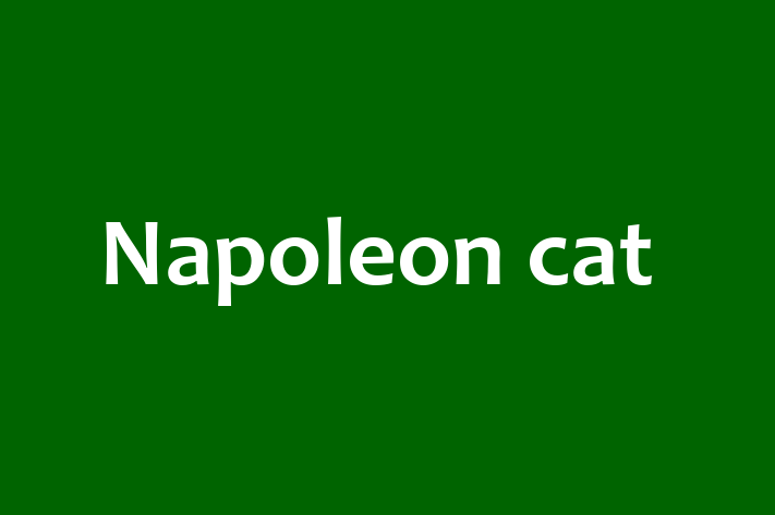 Adopt a Beautiful Napoleon cat Cat in Burton on Trent