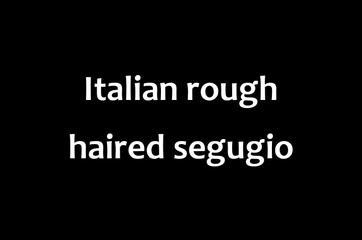 Adopt a Friendly Italian rough haired segugio Dog in Stevenage