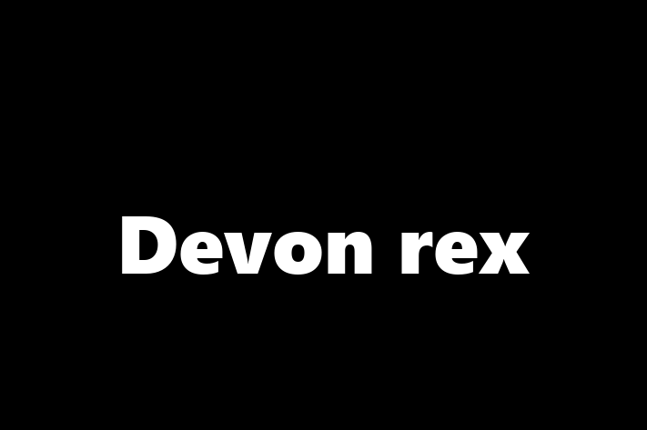 Adopt a Cat Today Devon rex in Ashford