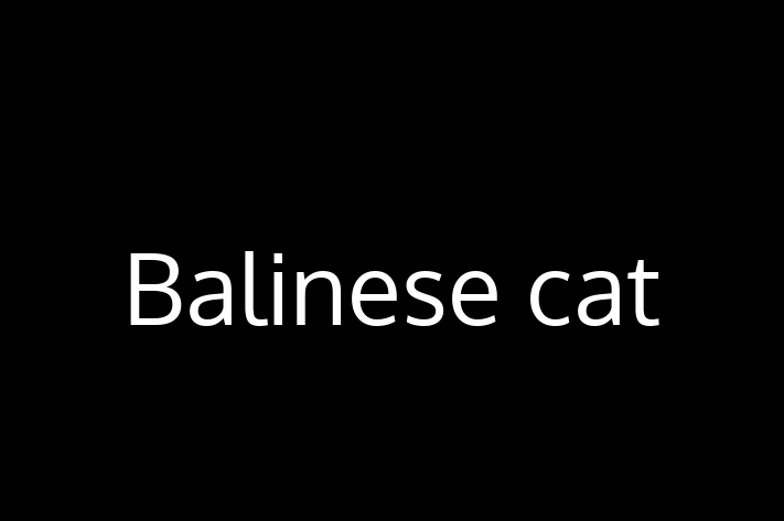 Adopt a Cat Balinese cat Available in Frome