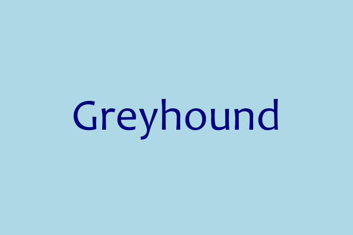 Greyhound Dog for Sale in Pinner