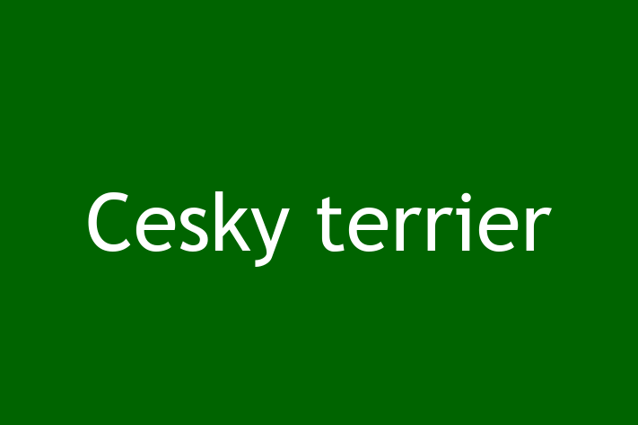 Adopt a Dog Today Cesky terrier in Derby