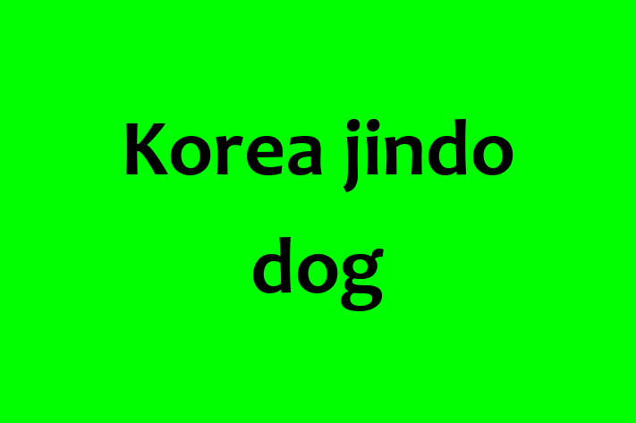 Korea jindo dog Dog in Fareham Ready for a New Home