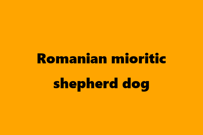 Adopt a Dog Romanian mioritic shepherd dog Available in Kirkby