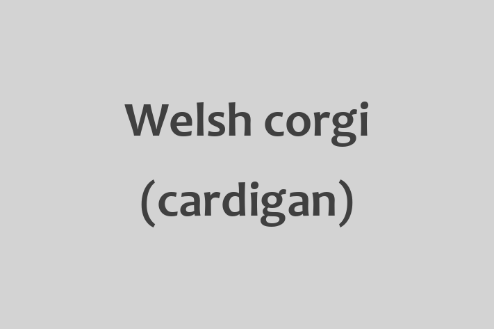 Welsh corgi cardigan Dog for Adoption in Rhyl