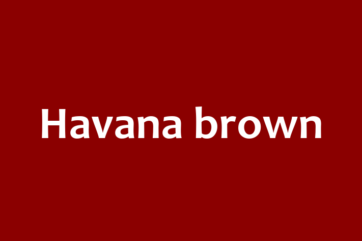 Havana brown Cat for Sale in Bradley Stoke