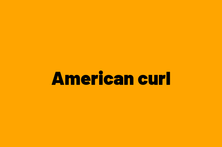 American curl Cat Available Now in Hanwell