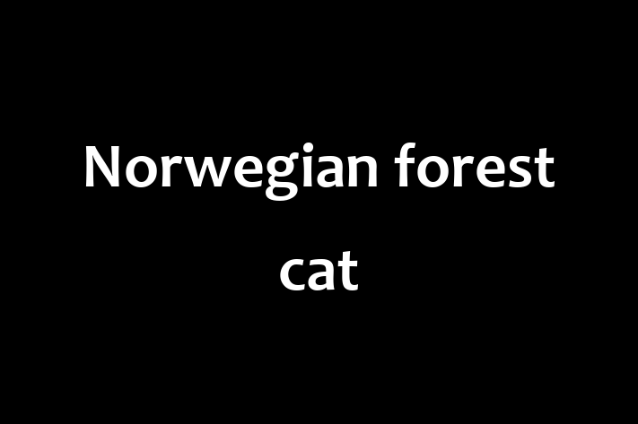 Norwegian forest cat Cat for Sale in Lancaster