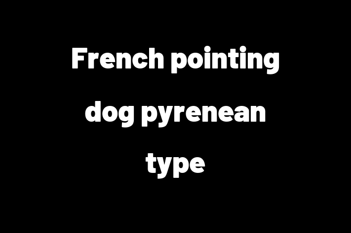 French pointing dog pyrenean type Dog for Sale in Ely