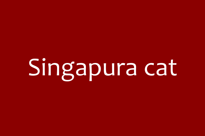 Singapura cat Cat Available Now in Coulsdon