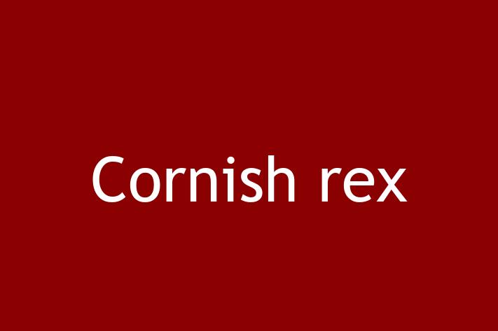 Adopt a Friendly Cornish rex Cat in North Shields