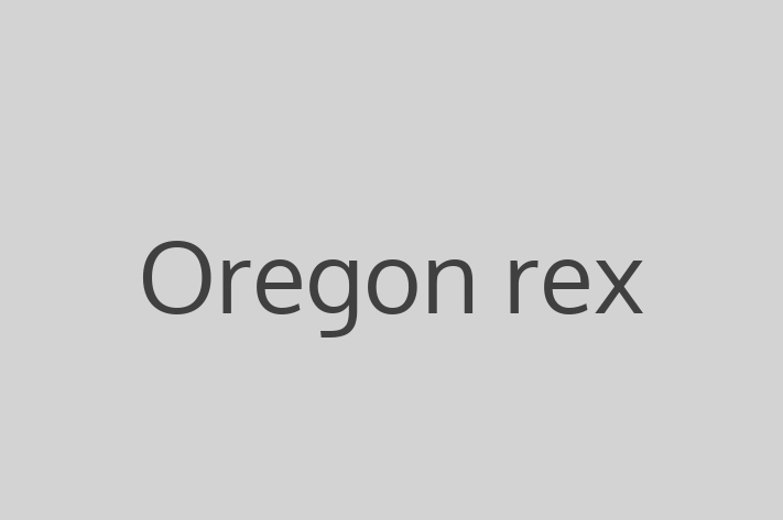 Find Your New Oregon rex Cat in St Albans