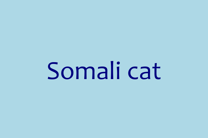 Somali cat Cat for Sale in Hayes