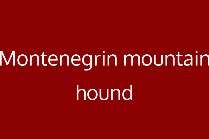 Adopt a Montenegrin mountain hound Dog in Wickford