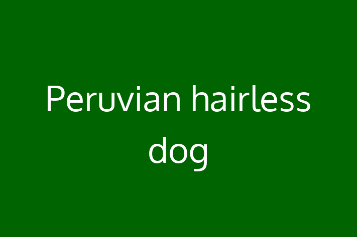 Peruvian hairless dog Dog for Sale in Saint Helens