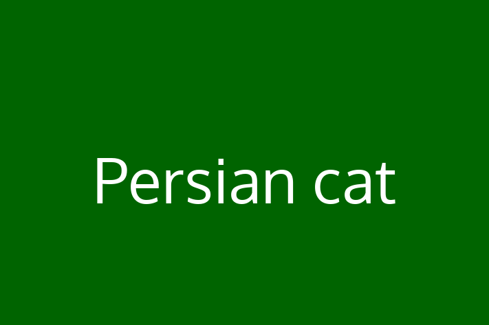 Persian cat Cat for Sale in Hythe