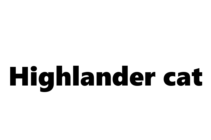 Highlander cat Cat Available Now in Southampton