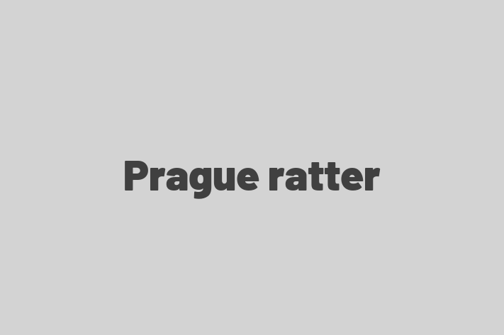 Adopt a Prague ratter Dog in Old Clee