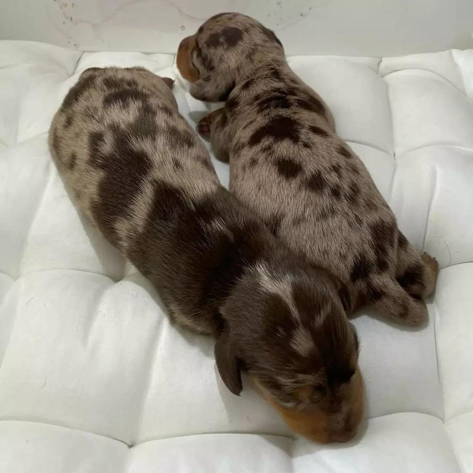 kc registered Dachshund puppies for sale