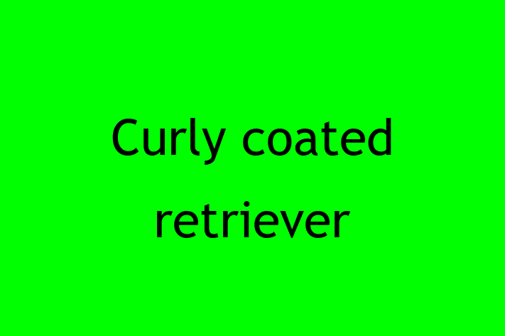 Curly coated retriever for Sale in Nottingham