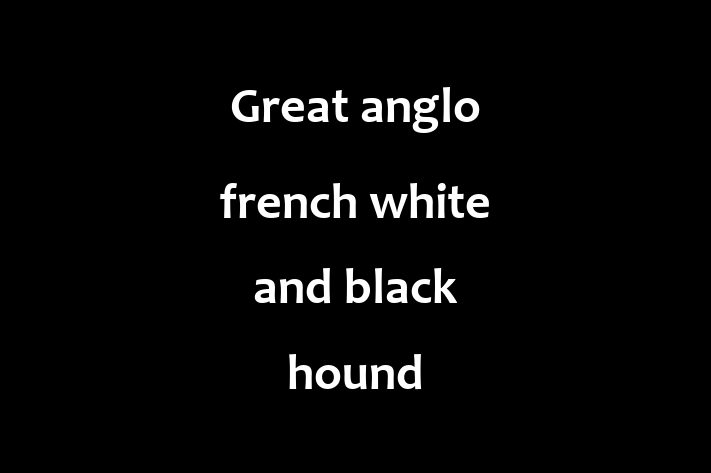 Meet Your New Great anglo french white and black hound Dog in Walsall