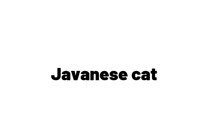 Adopt a Javanese cat Cat in Leicester