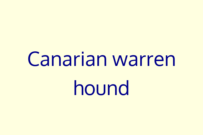 Canarian warren hound Dog Ready for a Home in Llandeilo