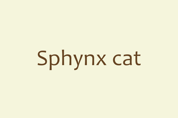 Sphynx cat Cat for Sale in Cramlington