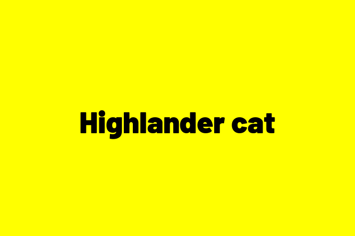 Highlander cat Cat for Adoption in Southport